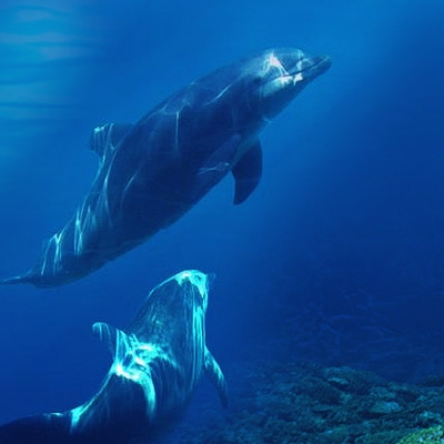 萬弘海洋生物